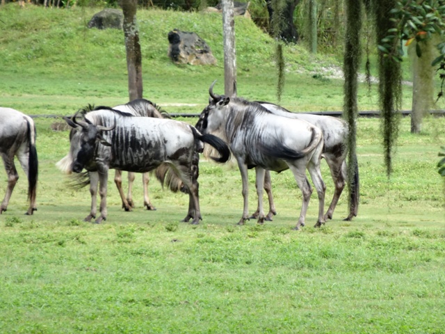 Busch Gardens Safari