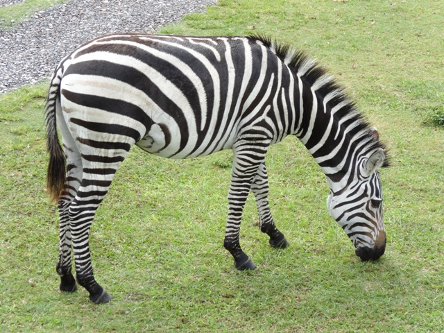 Busch Gardens Safari