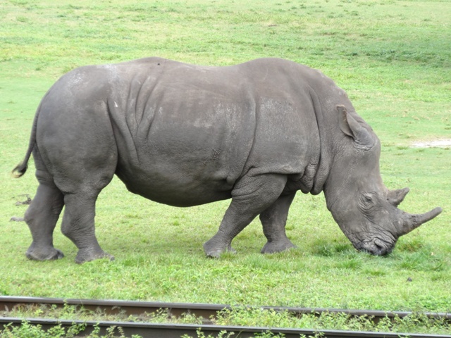 Busch Gardens Safari