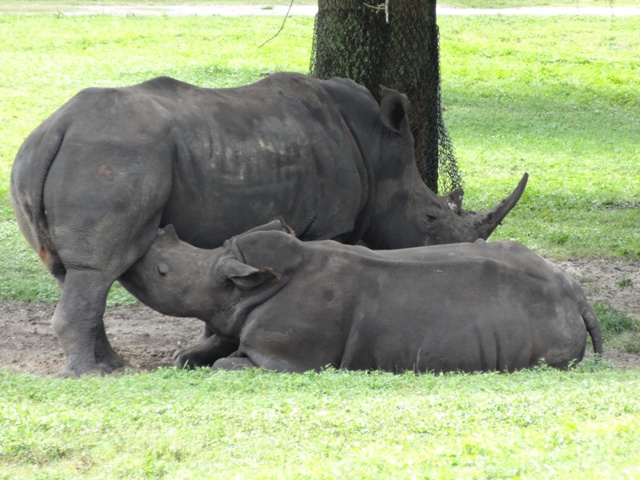 Busch Gardens Safari