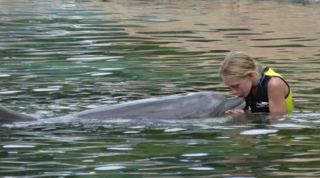 Discovery Cove Golfinhos