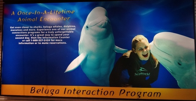 Orlando Sea World Beluga