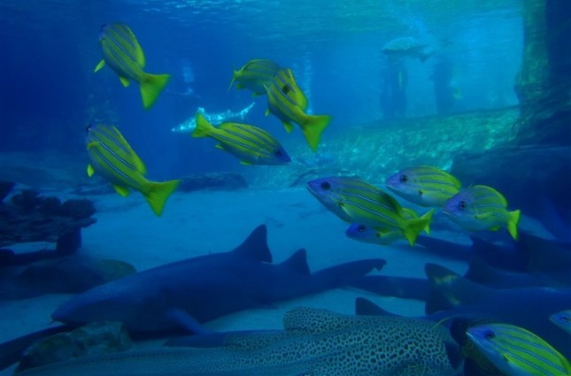 Discovery Cove Sea Venture