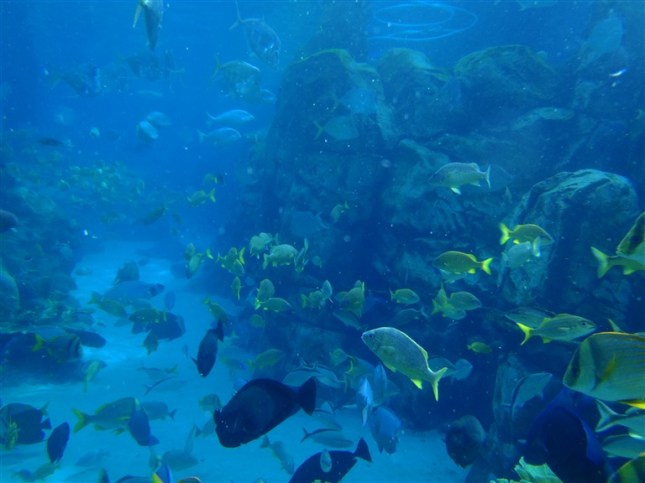 Discovery Cove Sea Venture