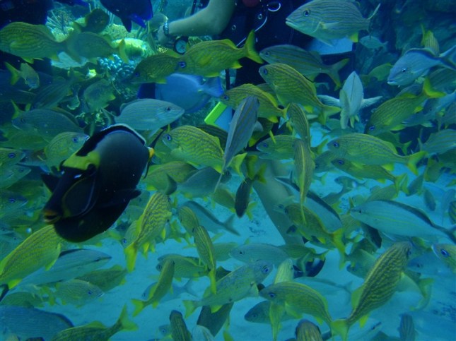 Discovery Cove Sea Venture