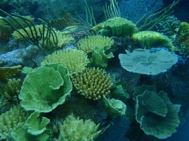 Discovery Cove Sea Venture