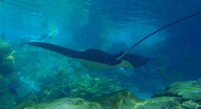 Discovery Cove Sea Venture