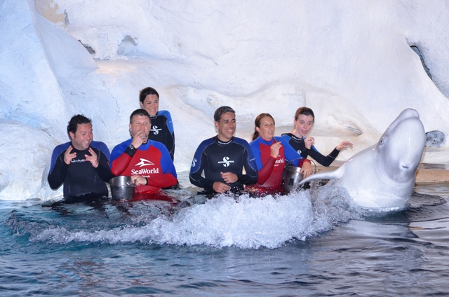 Orlando Sea World Beluga