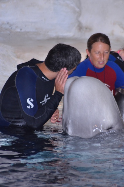 Orlando Sea World Beluga