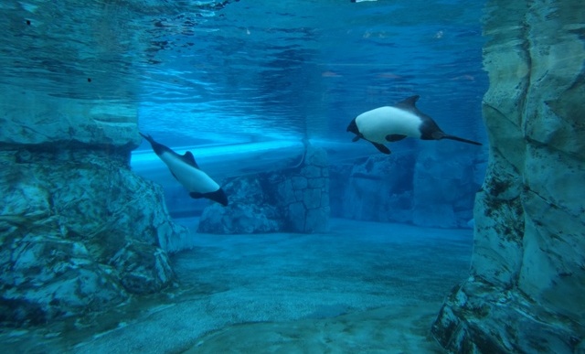 Aquatica - Dolphin Plunge - golfinhos 1