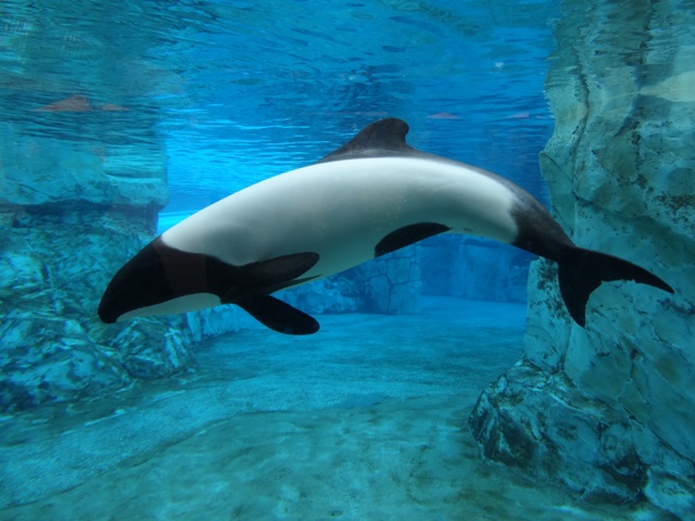 Aquatica - Dolphin Plunge - golfinhos 2