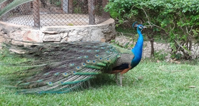 Playa del Carmen Iberostar - Floresta 1