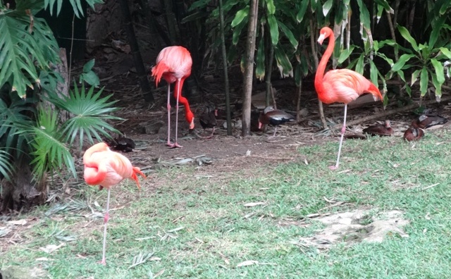 Playa del Carmen Iberostar - Floresta 2