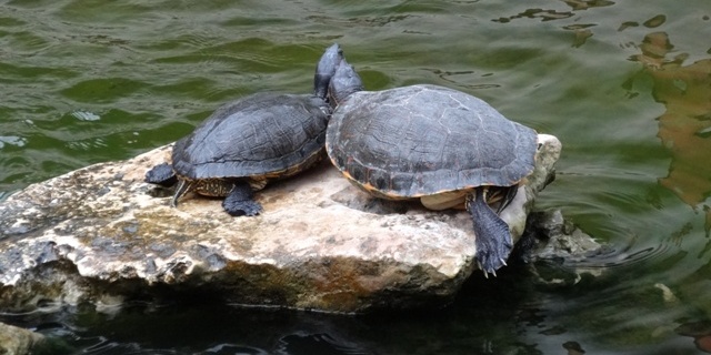 Playa del Carmen Iberostar - Floresta 3